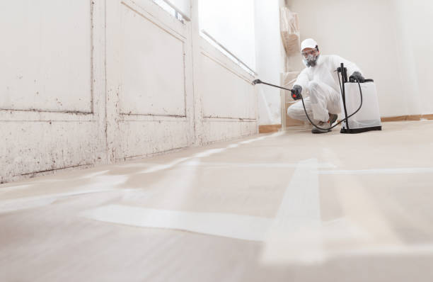 Black mold remediation team in Pineville